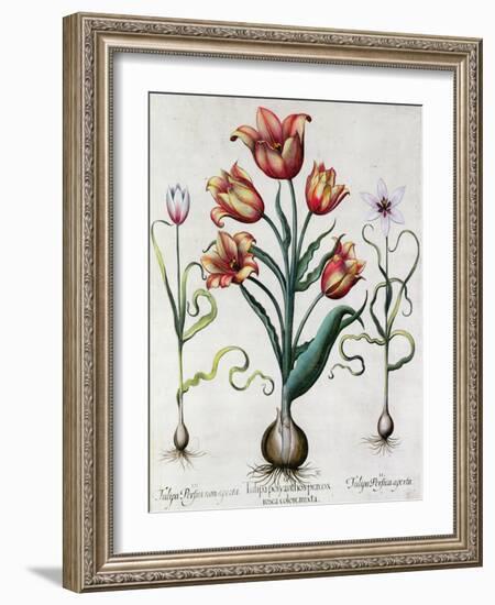 Tulipa Perfica Non Aperta, Tulipa Polyanthos Pracox, Tulipa Perfica Aperta-Besler Basilius-Framed Giclee Print