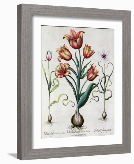 Tulipa Perfica Non Aperta, Tulipa Polyanthos Pracox, Tulipa Perfica Aperta-Besler Basilius-Framed Giclee Print