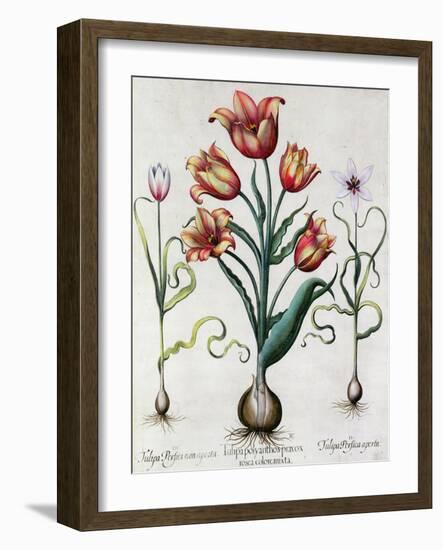 Tulipa Perfica Non Aperta, Tulipa Polyanthos Pracox, Tulipa Perfica Aperta-Besler Basilius-Framed Giclee Print