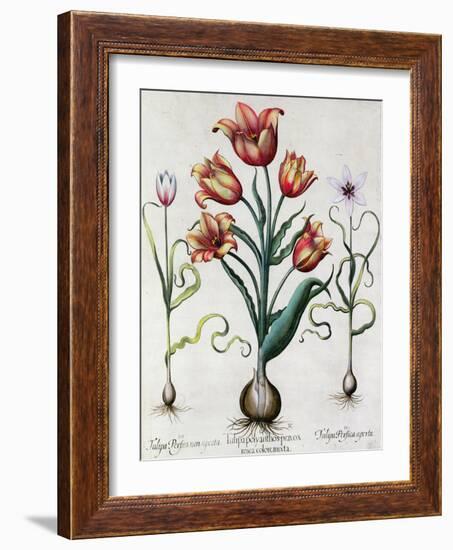 Tulipa Perfica Non Aperta, Tulipa Polyanthos Pracox, Tulipa Perfica Aperta-Besler Basilius-Framed Giclee Print