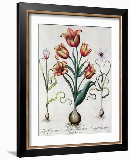 Tulipa Perfica Non Aperta, Tulipa Polyanthos Pracox, Tulipa Perfica Aperta-Besler Basilius-Framed Giclee Print