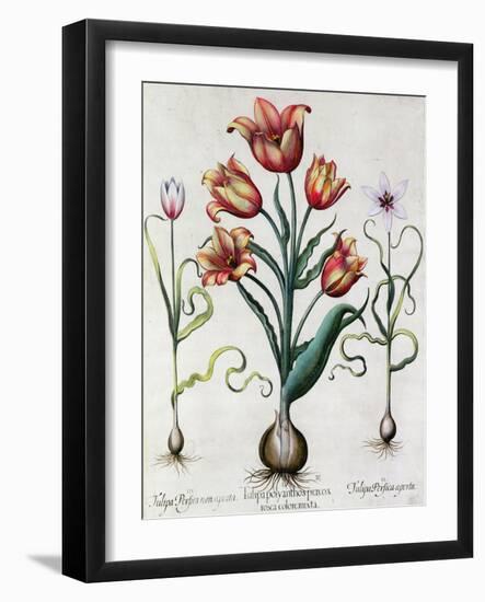 Tulipa Perfica Non Aperta, Tulipa Polyanthos Pracox, Tulipa Perfica Aperta-Besler Basilius-Framed Giclee Print