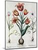 Tulipa Perfica Non Aperta, Tulipa Polyanthos Pracox, Tulipa Perfica Aperta-Besler Basilius-Mounted Giclee Print