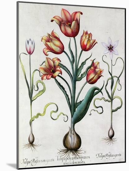 Tulipa Perfica Non Aperta, Tulipa Polyanthos Pracox, Tulipa Perfica Aperta-Besler Basilius-Mounted Giclee Print