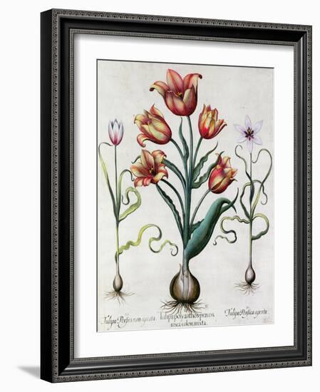Tulipa Perfica Non Aperta, Tulipa Polyanthos Pracox, Tulipa Perfica Aperta-Besler Basilius-Framed Giclee Print