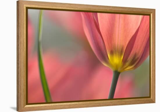 Tulipa Planifolia-Cora Niele-Framed Premier Image Canvas