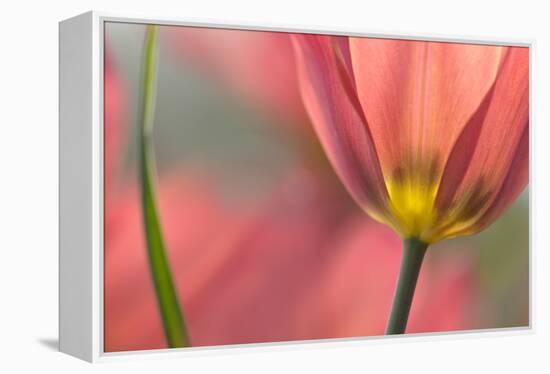 Tulipa Planifolia-Cora Niele-Framed Premier Image Canvas