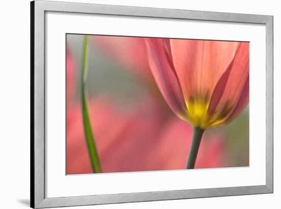 Tulipa Planifolia-Cora Niele-Framed Photographic Print