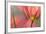 Tulipa Planifolia-Cora Niele-Framed Photographic Print