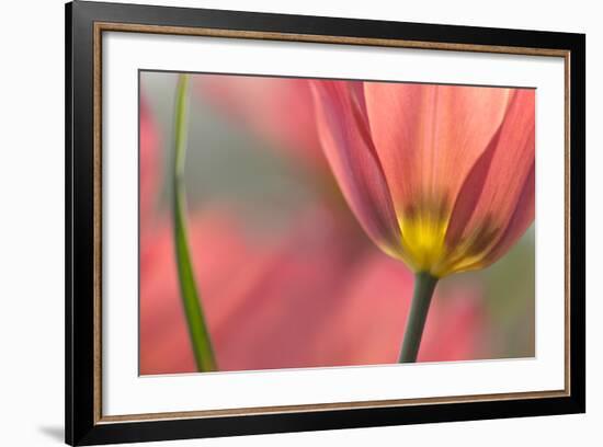 Tulipa Planifolia-Cora Niele-Framed Photographic Print