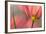 Tulipa Planifolia-Cora Niele-Framed Photographic Print