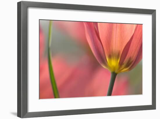 Tulipa Planifolia-Cora Niele-Framed Photographic Print