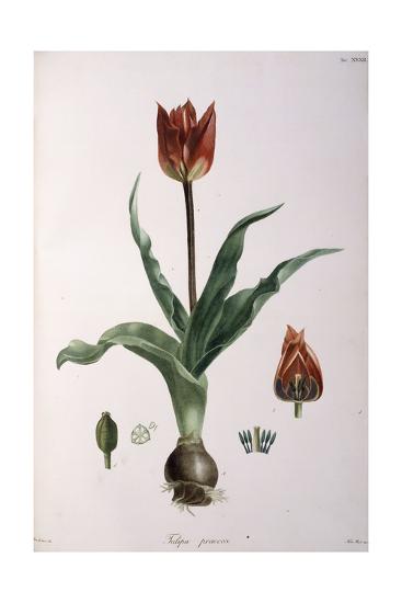 'Tulipa Praecox, 1811-1829' Giclee Print | Art.com