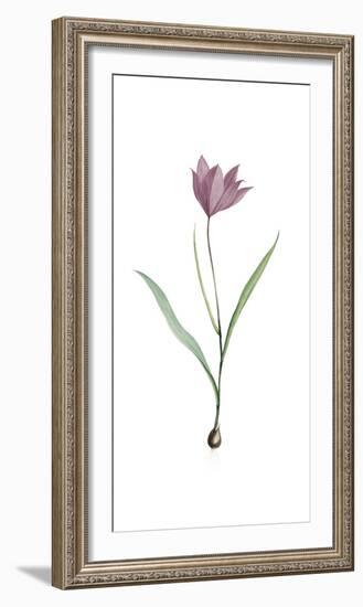 Tulipa Purpura-Pierre Joseph Redoute-Framed Giclee Print
