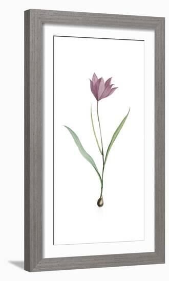 Tulipa Purpura-Pierre Joseph Redoute-Framed Giclee Print