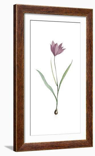 Tulipa Purpura-Pierre Joseph Redoute-Framed Giclee Print