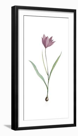 Tulipa Purpura-Pierre Joseph Redoute-Framed Giclee Print