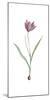 Tulipa Purpura-Pierre Joseph Redoute-Mounted Giclee Print