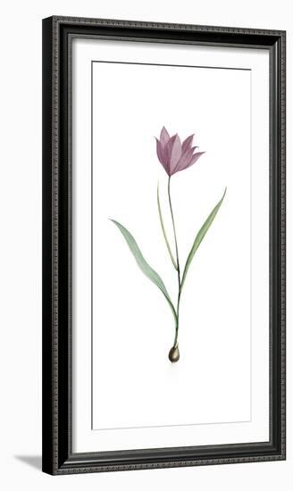 Tulipa Purpura-Pierre Joseph Redoute-Framed Giclee Print