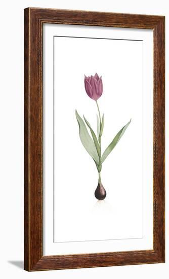 Tulipa Rosea-Pierre Joseph Redoute-Framed Giclee Print