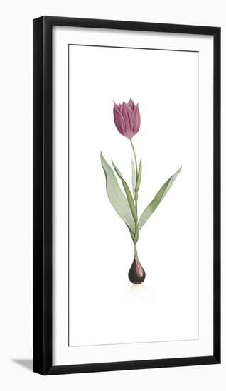 Tulipa Rosea-Pierre Joseph Redoute-Framed Giclee Print