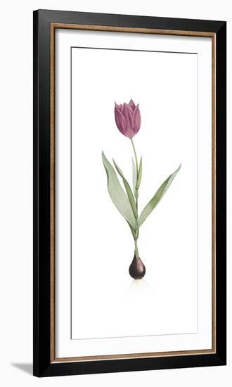 Tulipa Rosea-Pierre Joseph Redoute-Framed Giclee Print