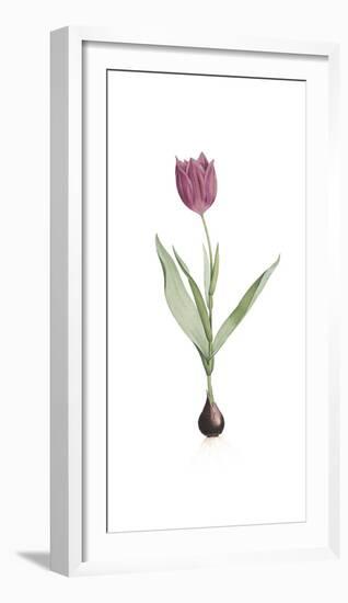 Tulipa Rosea-Pierre Joseph Redoute-Framed Giclee Print