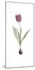 Tulipa Rosea-Pierre Joseph Redoute-Mounted Giclee Print