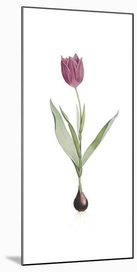 Tulipa Rosea-Pierre Joseph Redoute-Mounted Giclee Print