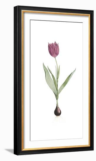 Tulipa Rosea-Pierre Joseph Redoute-Framed Giclee Print