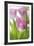 Tulipa Roseus II-Eva Charlotte Fransson-Framed Giclee Print