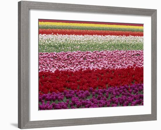 Tulipa Species, Alkmaar, Holland (Netherlands)-Thorsten Milse-Framed Photographic Print