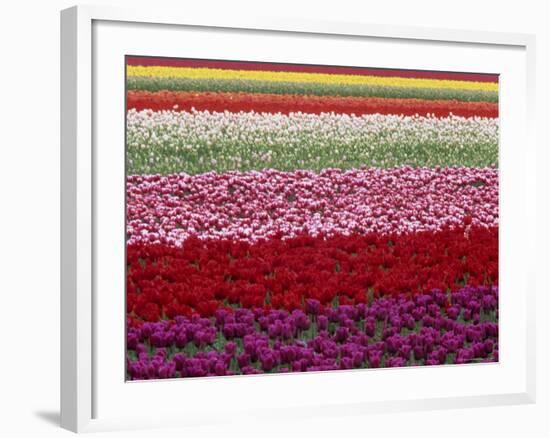 Tulipa Species, Alkmaar, Holland (Netherlands)-Thorsten Milse-Framed Photographic Print