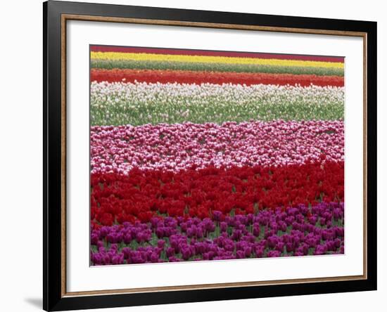 Tulipa Species, Alkmaar, Holland (Netherlands)-Thorsten Milse-Framed Photographic Print