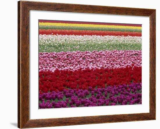 Tulipa Species, Alkmaar, Holland (Netherlands)-Thorsten Milse-Framed Photographic Print