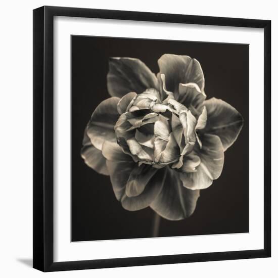 Tulipa Still-Assaf Frank-Framed Giclee Print