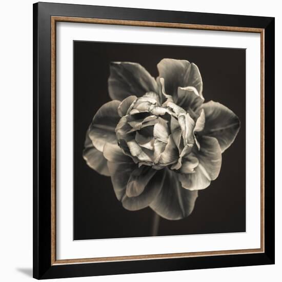 Tulipa Still-Assaf Frank-Framed Giclee Print