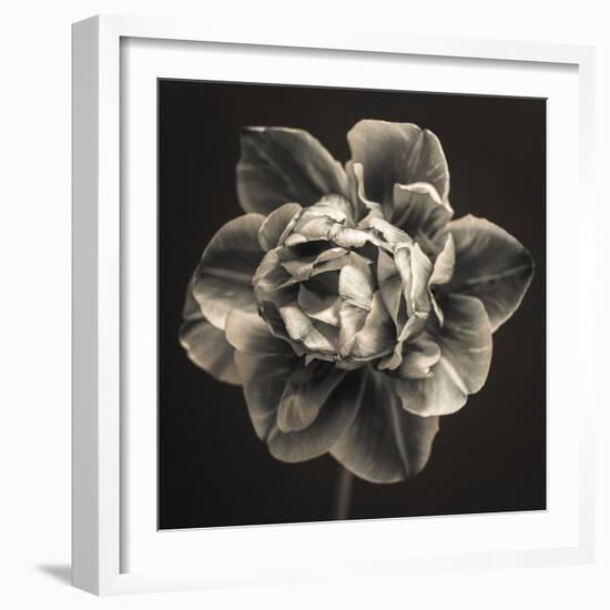 Tulipa Still-Assaf Frank-Framed Giclee Print