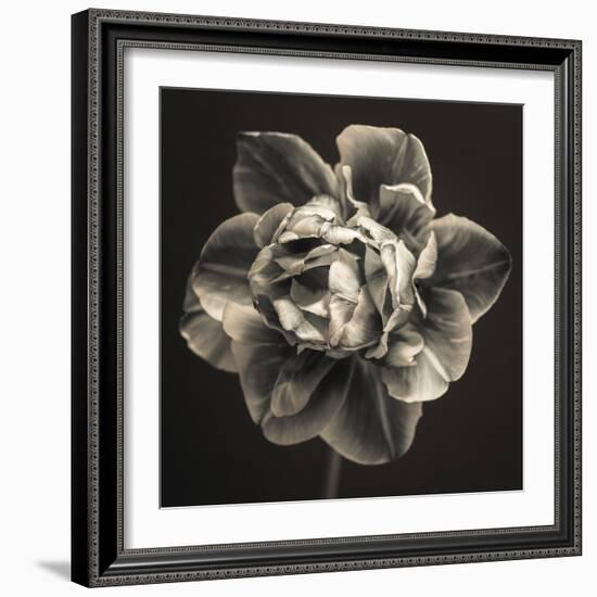 Tulipa Still-Assaf Frank-Framed Giclee Print