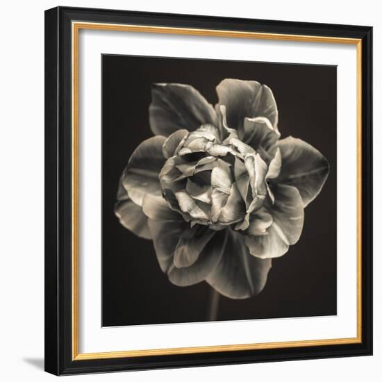 Tulipa Still-Assaf Frank-Framed Giclee Print