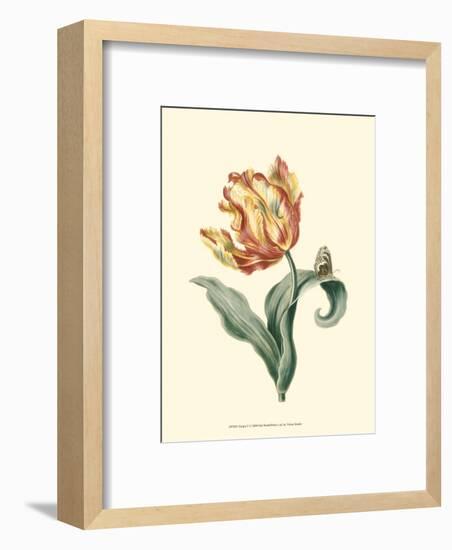 Tulipa V-null-Framed Art Print