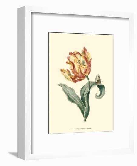 Tulipa V-null-Framed Art Print