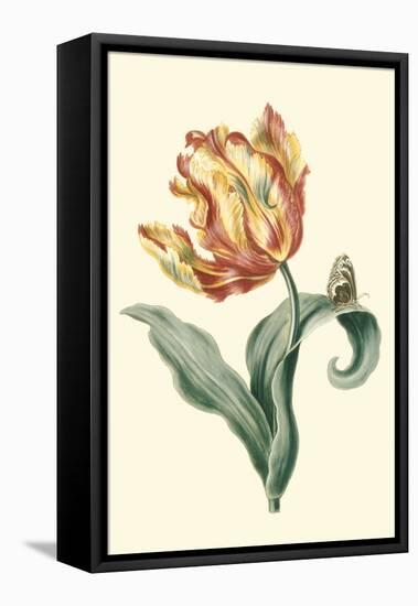 Tulipa V-Vision Studio-Framed Stretched Canvas