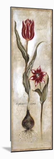 Tulipa Violoncello IV-Augustine-Mounted Giclee Print
