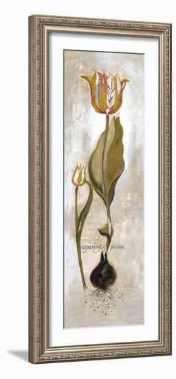 Tulipa Violoncello V-Augustine-Framed Giclee Print