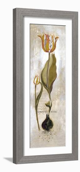 Tulipa Violoncello V-Augustine-Framed Giclee Print