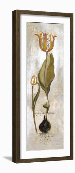 Tulipa Violoncello V-Augustine-Framed Giclee Print