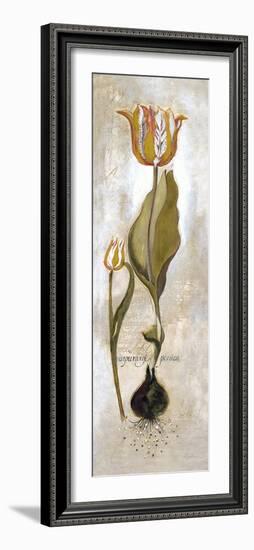 Tulipa Violoncello V-Augustine-Framed Giclee Print