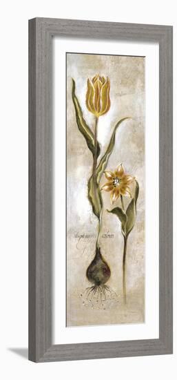 Tulipa Violoncello VI-Augustine-Framed Giclee Print