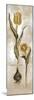 Tulipa Violoncello VI-Augustine-Mounted Giclee Print